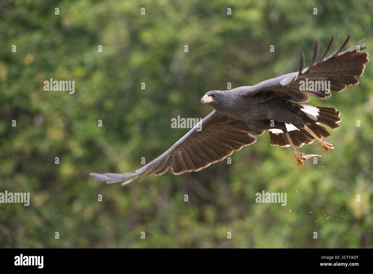 Grande falco nero (Buteogallus urubitinga) in volo, fiume Three Brothers, incontro del parco statale Waters, Pantanal Wetlands, Brasile Foto Stock