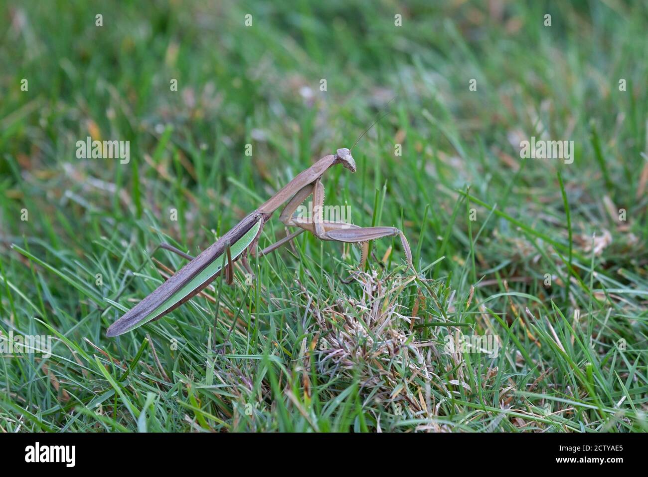 Un mantis in preghiera cammina lungo un prato cortile. Il corpo allungato è rivolto verso l'alto. Foto Stock