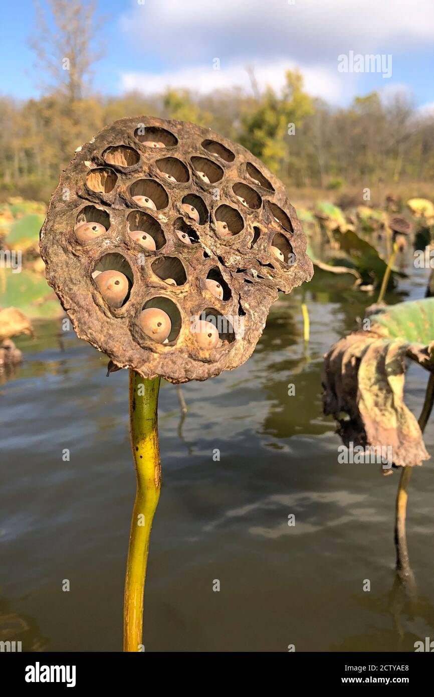 Un loto spicca tra la colonia. Fiore è circondato da altri con alberi d'autunno e sfondo blu cielo. Foto Stock