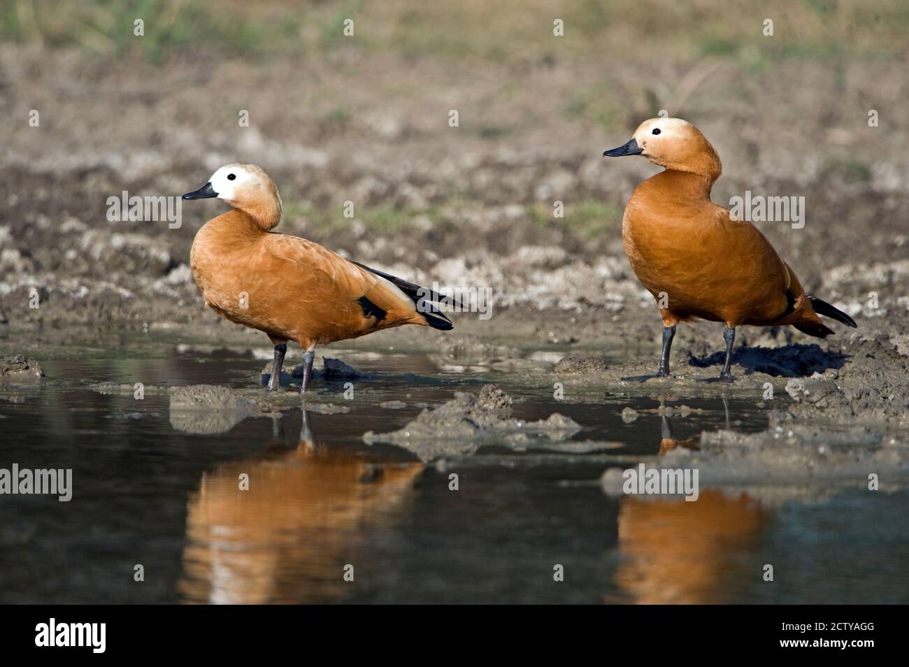 Primo piano di due Ruddy shelduck (Tadorna ferruginea) in acqua, Keoladeo National Park, Rajasthan, India Foto Stock