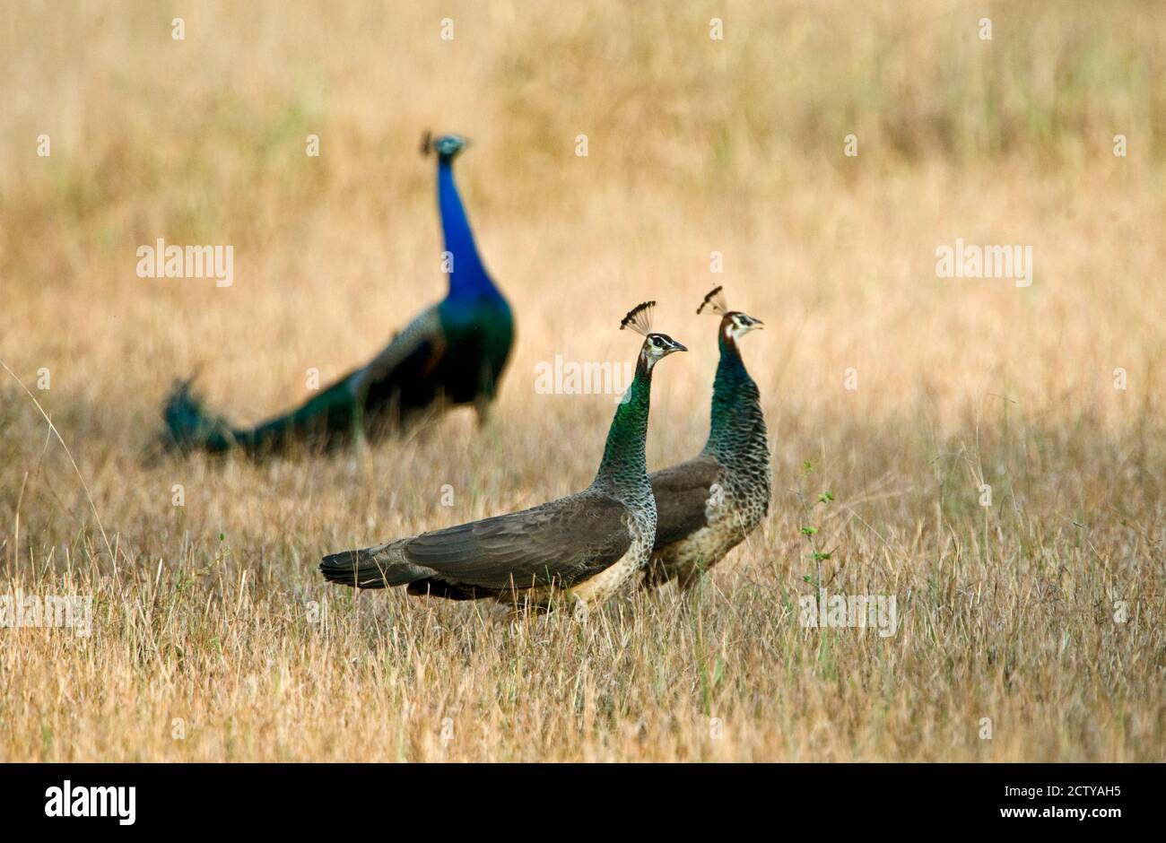 Peacocks con Peahens in un campo, Parco Nazionale di Bandhavgarh, Distretto di Umaria, Madhya Pradesh, India Foto Stock