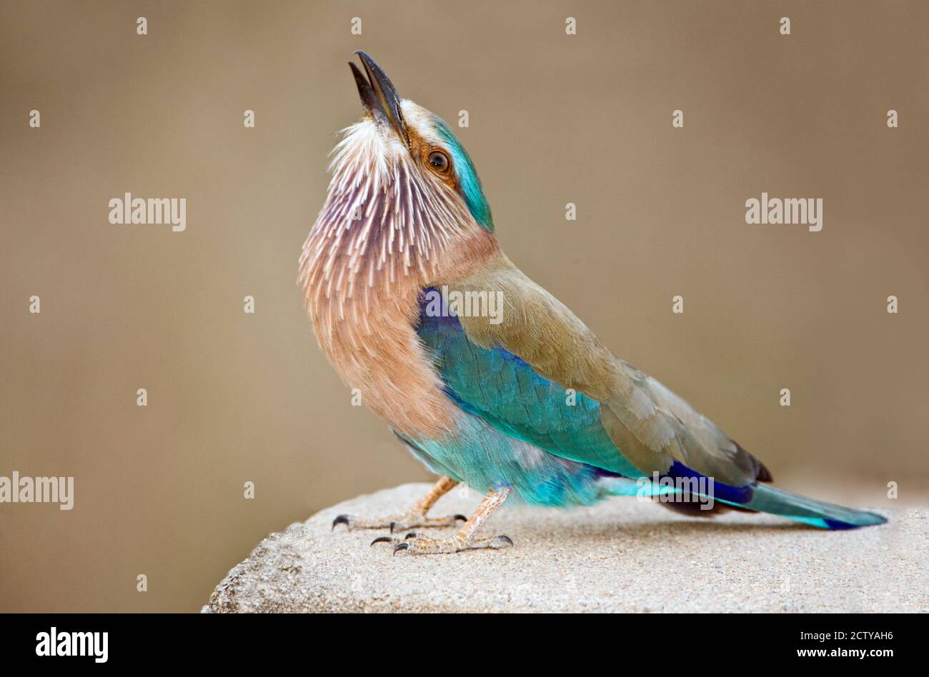 Primo piano di un rullo indiano (Coracias benghalensis), Kanha National Park, Madhya Pradesh, India Foto Stock