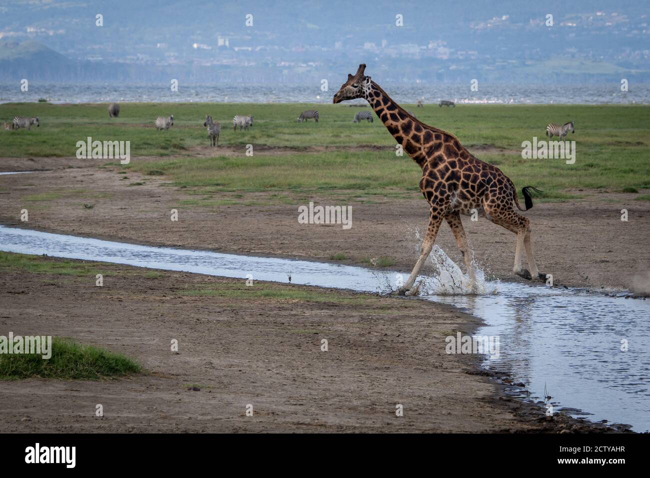 Giraffa reticolata (Giraffa camelopardalis reticulata) in Kenya, Africa Foto Stock