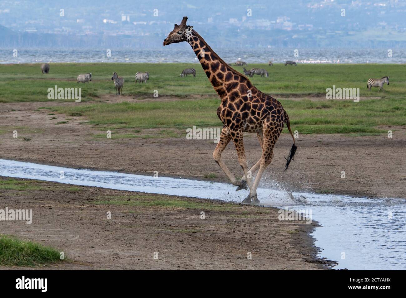 Giraffa reticolata (Giraffa camelopardalis reticulata) in Kenya, Africa Foto Stock