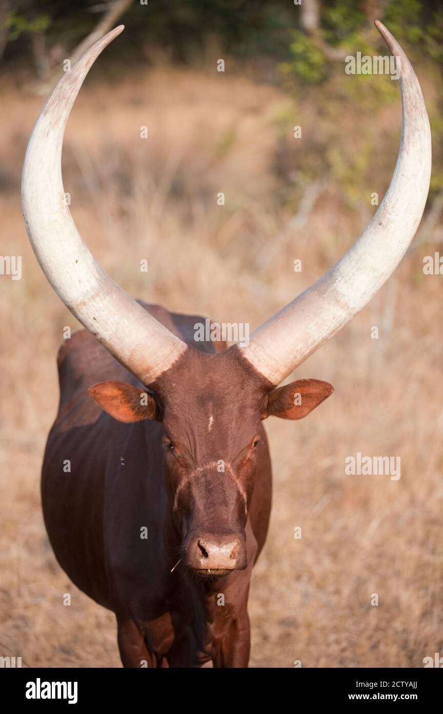 Il bestiame di Ankole-Watusi è in piedi in un campo, Queen Elizabeth National Park, Uganda Foto Stock