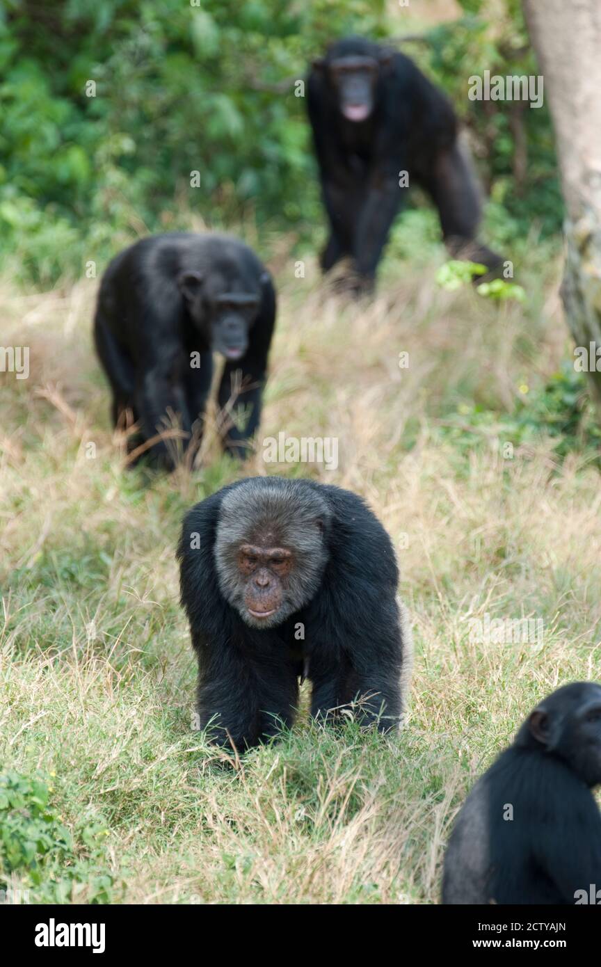 Scimpanzé (Pan troglodytes) che cammina in una foresta, Kibale National Park, Uganda Foto Stock
