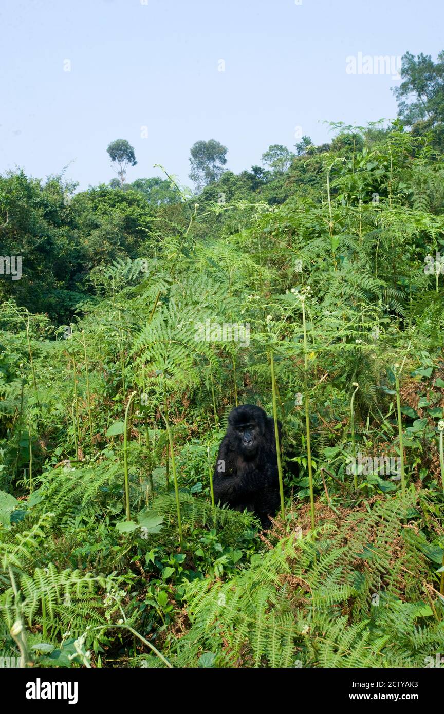 Gorilla di montagna (Gorilla beringei beringei) in una foresta, Bwindi impenetrabile Parco Nazionale, Uganda Foto Stock