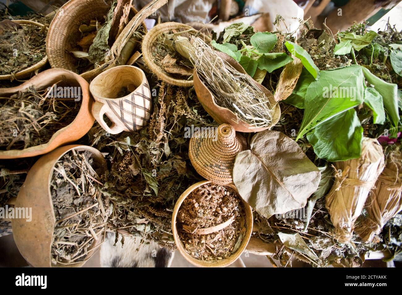 Primo piano di erbe naturali e piante curative, Bwindi impenetrabile Parco Nazionale, Uganda Foto Stock
