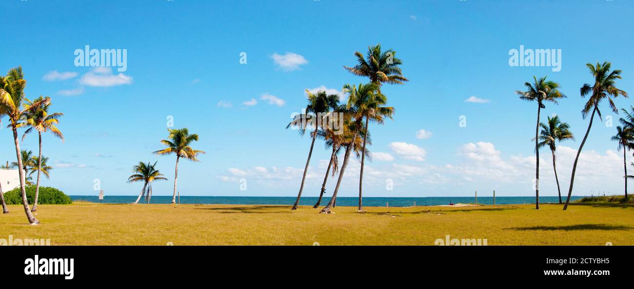 Palme sulla spiaggia, Lauderdale, Florida, Stati Uniti Foto Stock