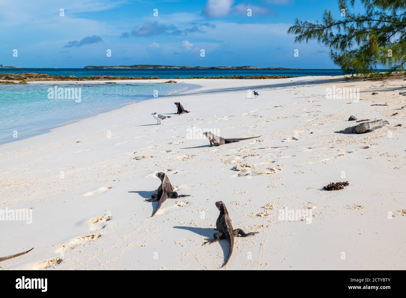 Le famose iguane selvagge di Allen's Cay (Grande Exuma, Bahamas). Foto Stock