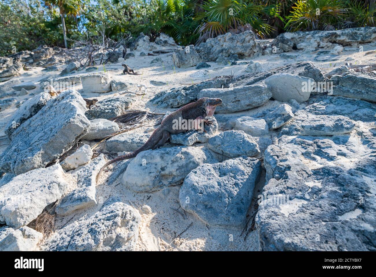 Un iguana isolato nel Cay di Allen (Grande Exuma, Bahamas). Foto Stock