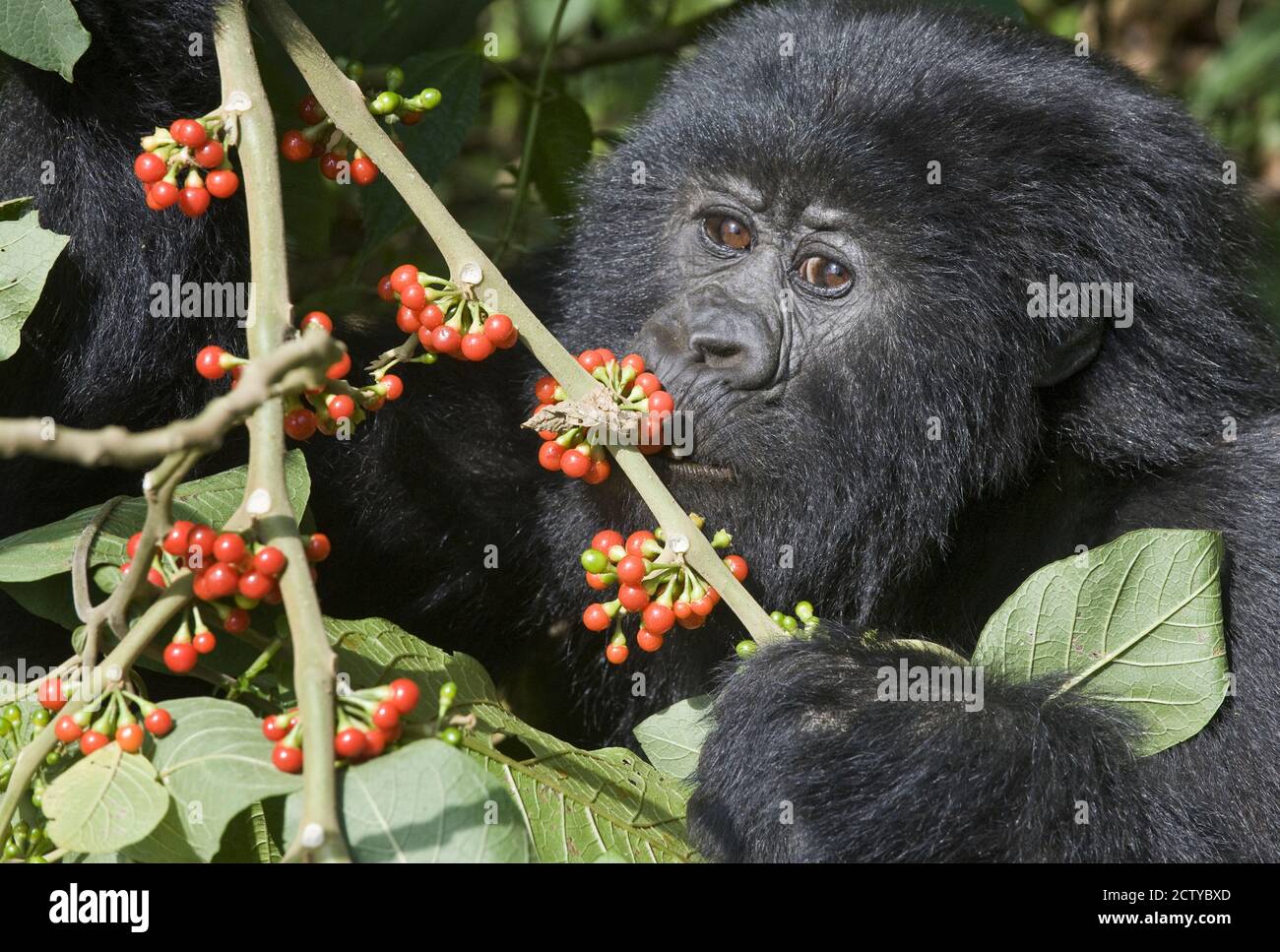 Gorilla di montagna (Gorilla beringei beringei) mangiare ciliegie, Ruanda Foto Stock