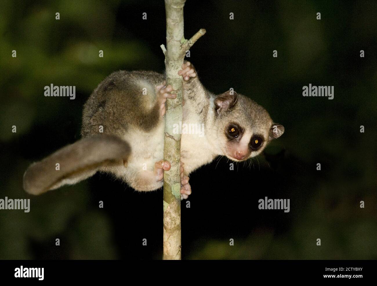 Primo piano di un lemure nano maggiore (Cheirogaleus Major), Madagascar Foto Stock