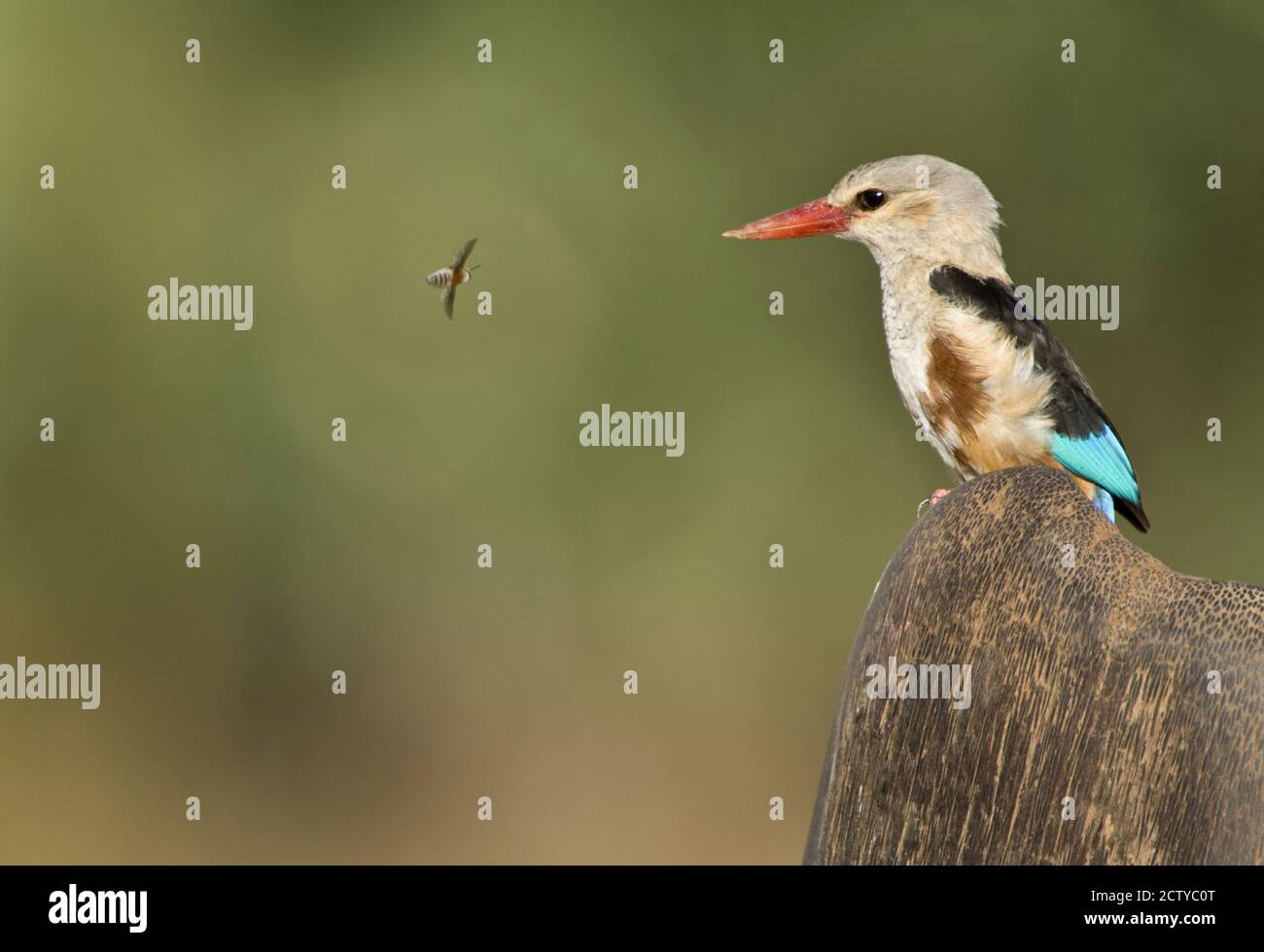 Primo piano di un kingfisher a testa grigia (Halcyon leucocephala) e di un'ape, Kenya Foto Stock