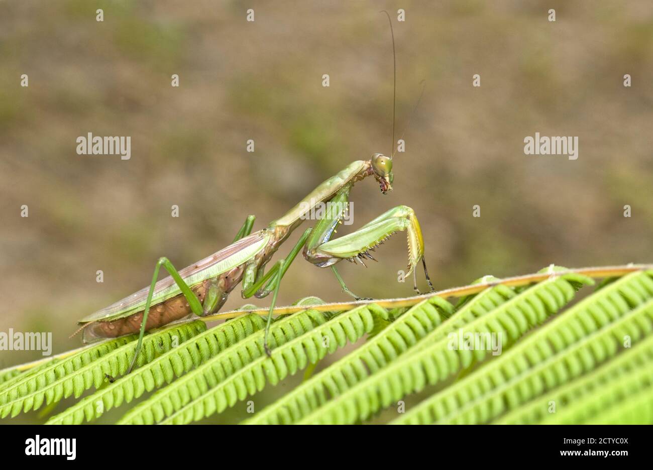 Primo piano di una mantide in preghiera (Mantis religiosa), Madagascar Foto Stock