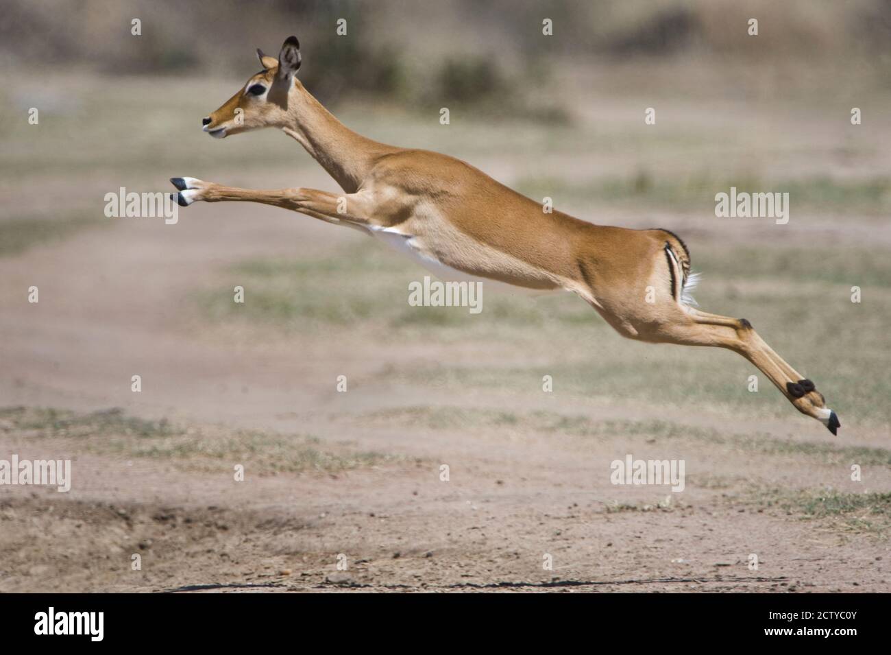 Impala (Aepyceros melampus) che salta in un campo, Tanzania Foto Stock