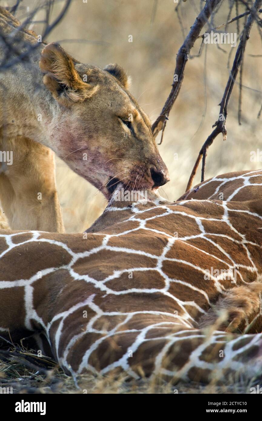 Leonessa (Panthera leo) a caccia di una giraffa (Giraffa camelopardalis), Kenya Foto Stock