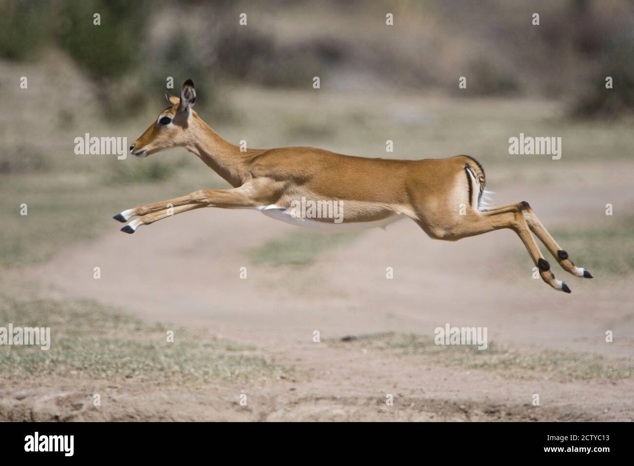 Impala (Aepyceros melampus) che salta in un campo, Tanzania Foto Stock
