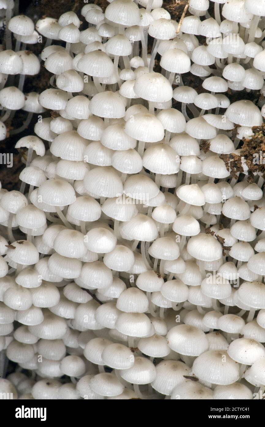 Primo piano di funghi, Madagascar Foto Stock