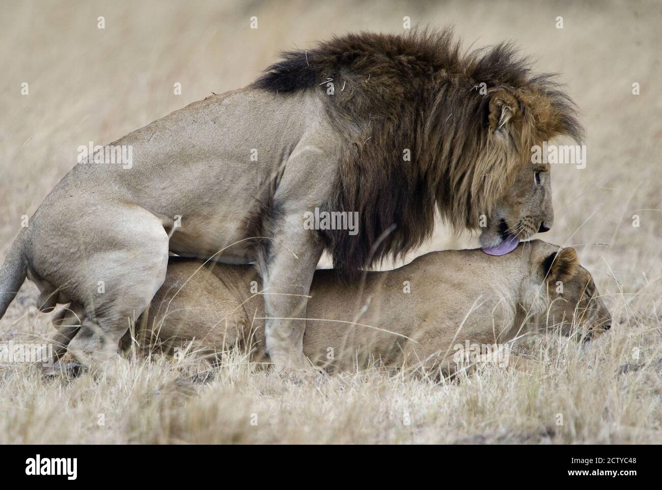 Coppia di leoni (Panthera leo) in un campo, Kenya Foto Stock