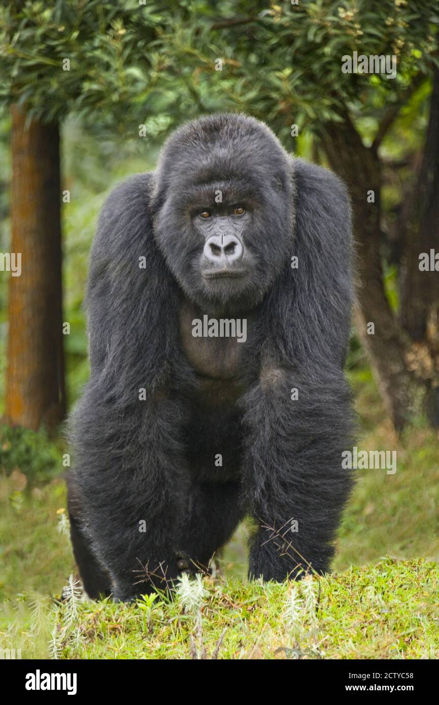 Gorilla di Montagna (Gorilla beringei beringei) silverback, Ruanda Foto Stock
