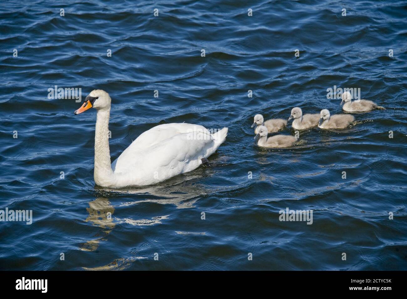 Swan con i suoi cigneti nuotare in un lago, Stoccolma, Svezia Foto Stock