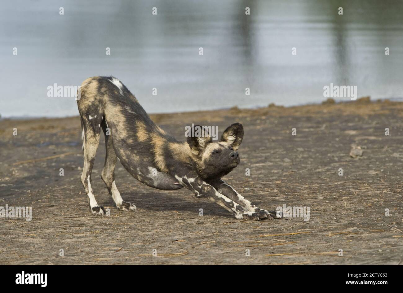 Cane selvatico africano (Lycaon pictus) a riva del fiume, Tanzania Foto Stock