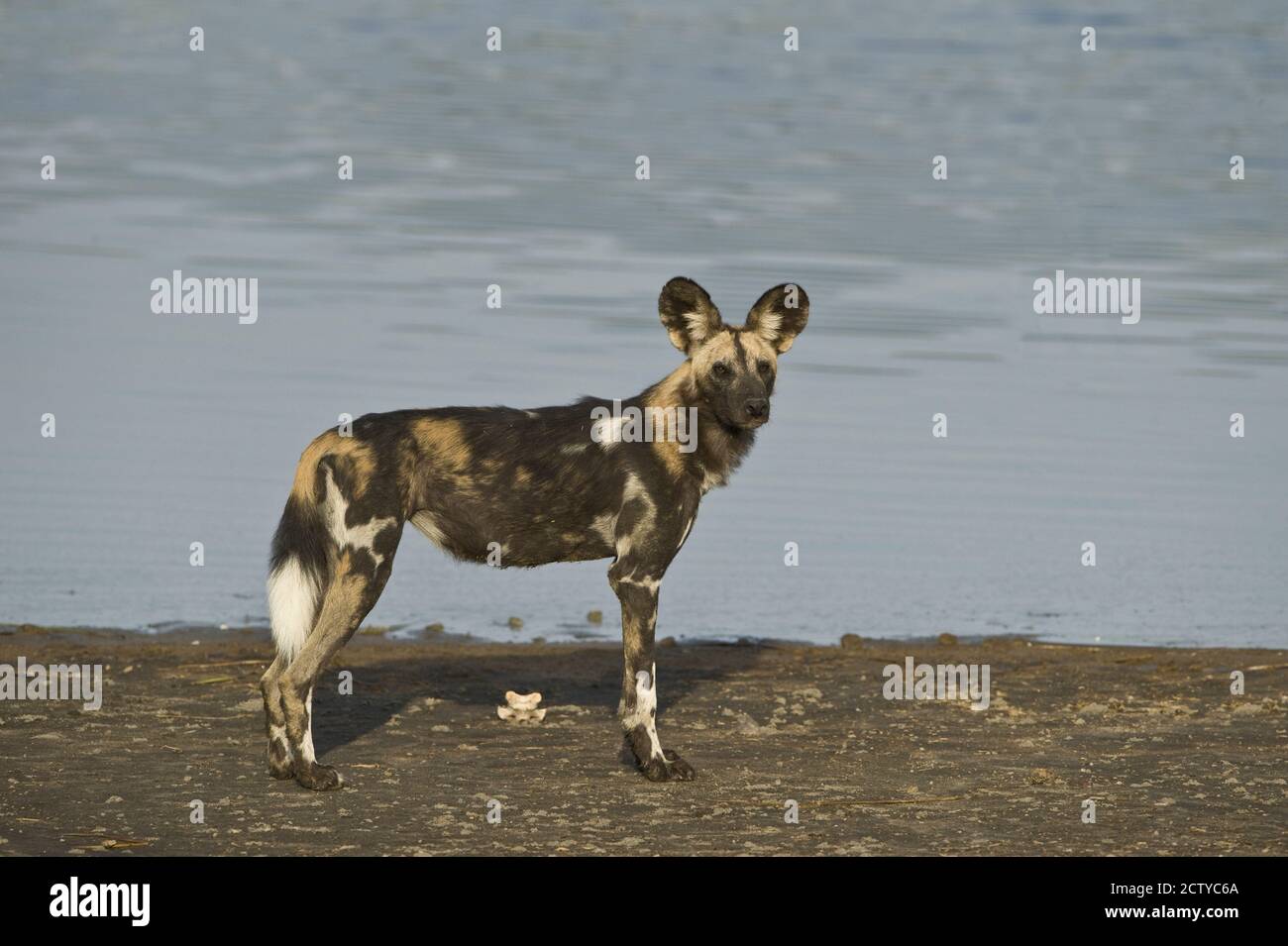 Cane selvatico africano (Lycaon pictus) a riva del fiume, Tanzania Foto Stock