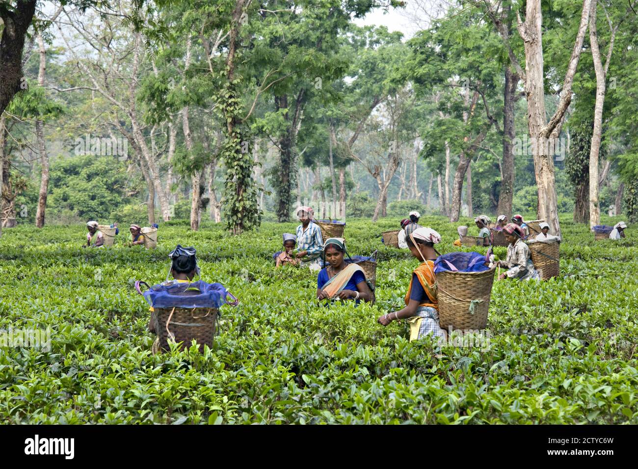 Raccolta del tè, Assam, India Foto Stock