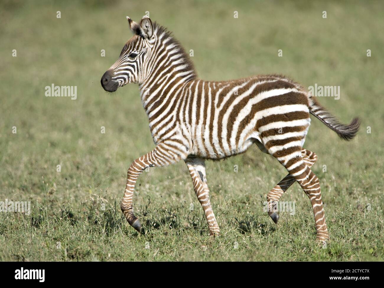 Zebra di Burchell (Equus quagga burchellii) colt walking, Tanzania Foto Stock