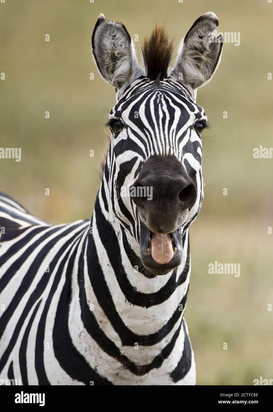 Zebra di Burchell (Equus quagga burchellii) sorridente, Tanzania Foto Stock