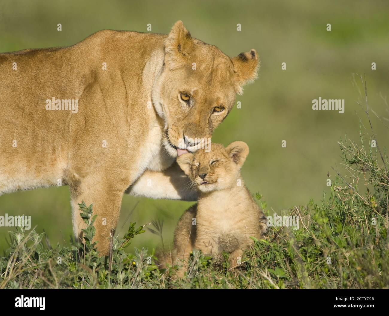 Leonessa (Panthera leo) che gioca con il suo cucciolo, Tanzania Foto Stock