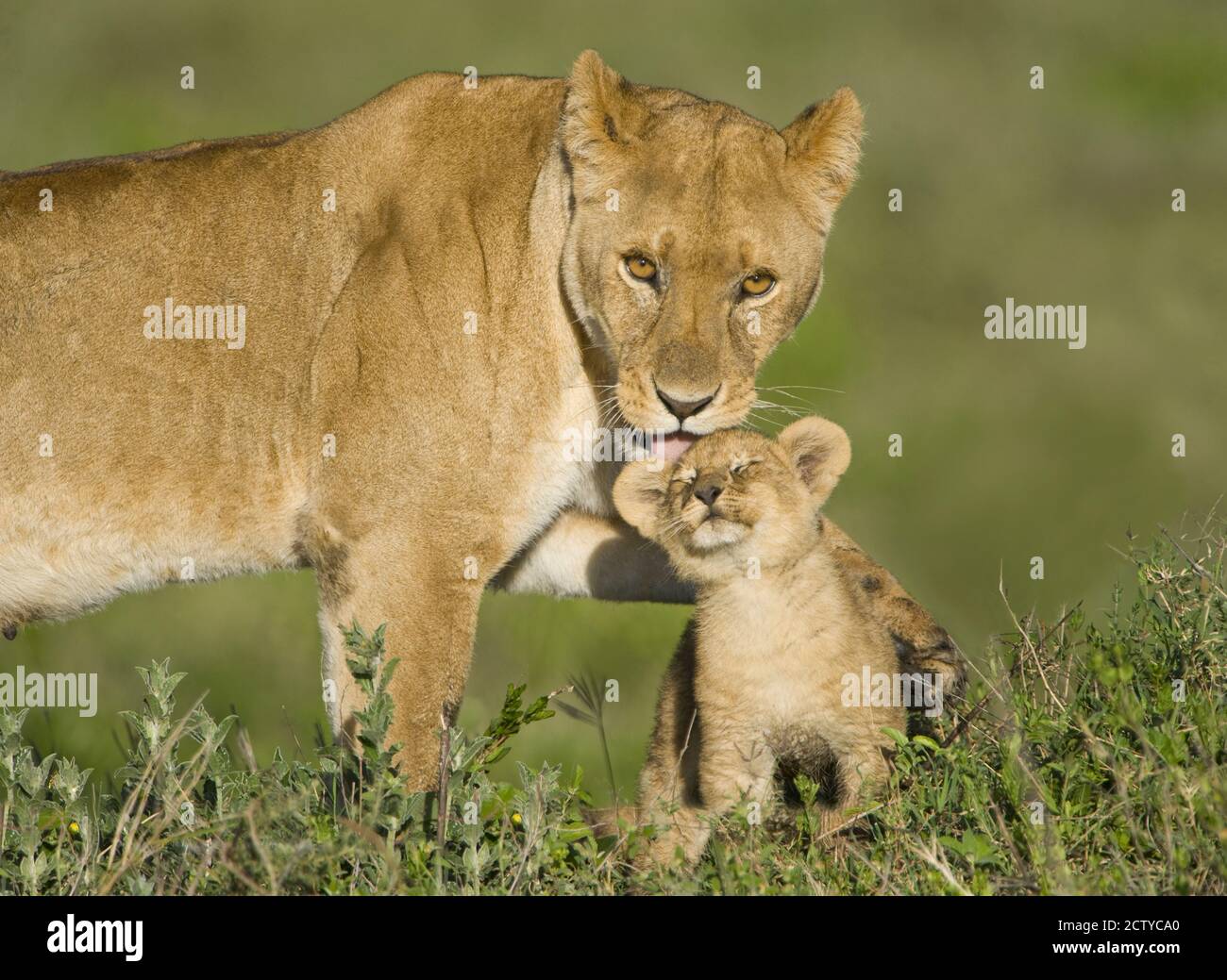 Leonessa (Panthera leo) che gioca con il suo cucciolo, Tanzania Foto Stock