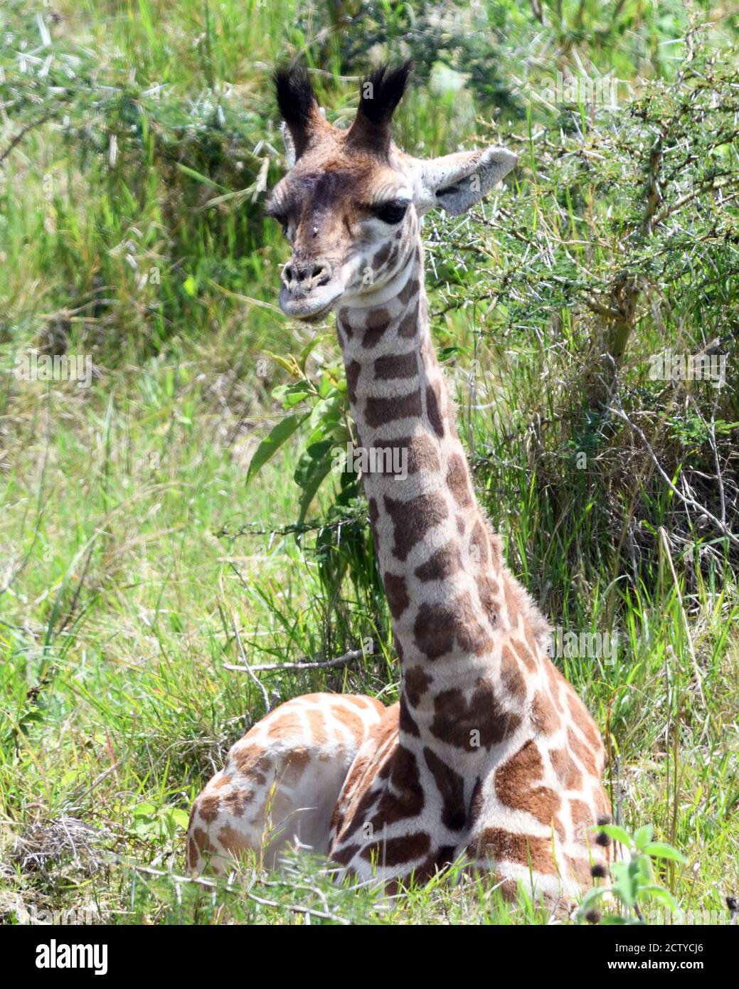 Una giovane giraffa Masai (Giraffa camelopardalis tippelskirchii) si riposa mentre la madre bruna sugli alberi vicini. Parco Nazionale di Arusha. Arusha, Tanz Foto Stock