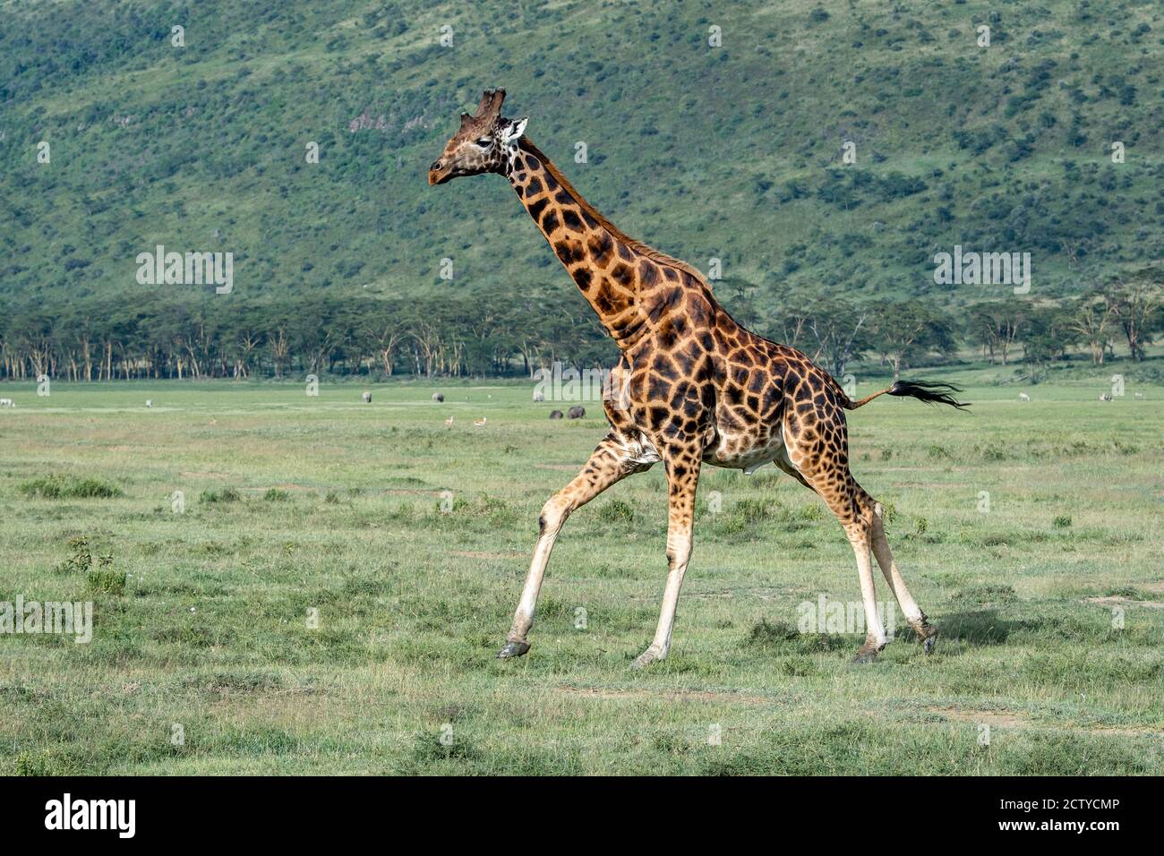 Giraffa reticolata (Giraffa camelopardalis reticulata) in Kenya, Africa Foto Stock