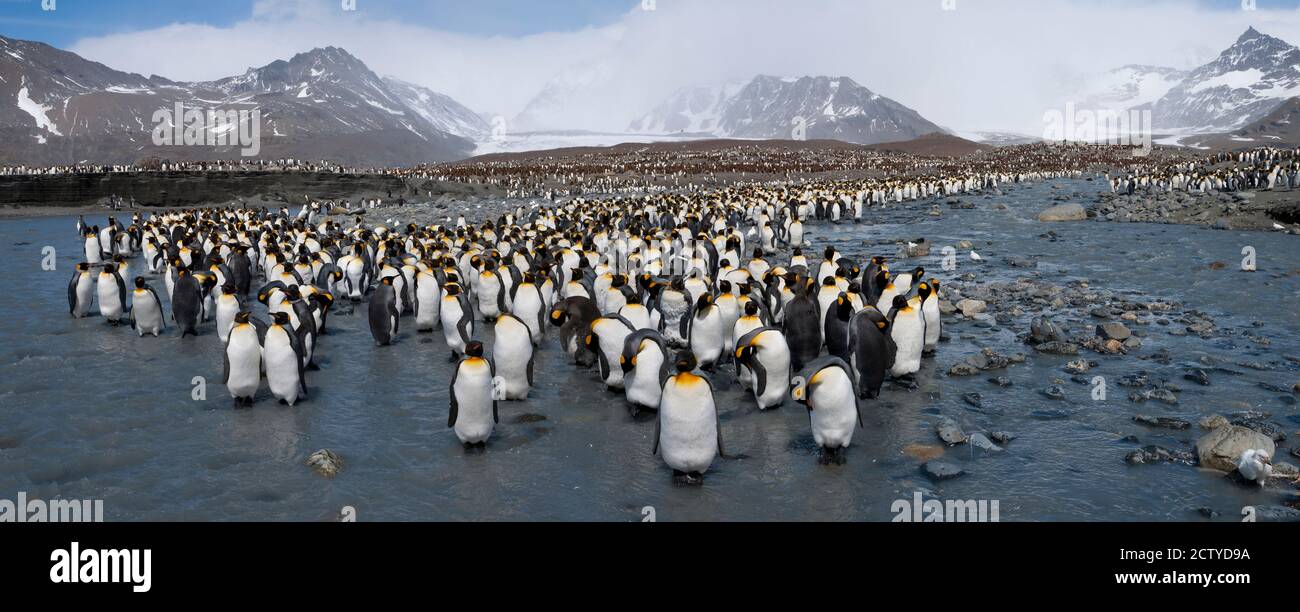 Colonia di re pinguini (Atenodytes patagonicus), Baia di St Andrews, Isola della Georgia del Sud Foto Stock
