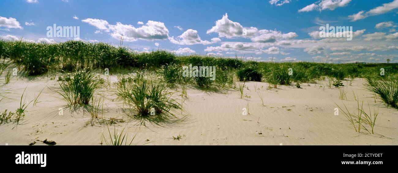 Erba tra le dune, Crane Beach, Ipswich, Essex County, Massachusetts, Stati Uniti Foto Stock