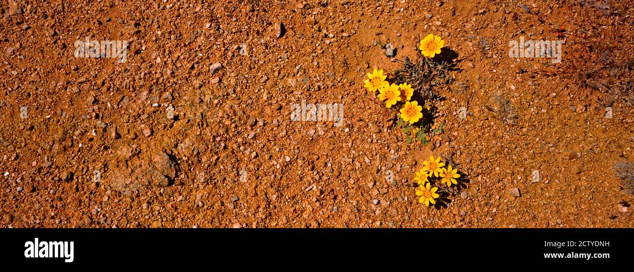 Gazania leiopoda, fiore di farfalle in una zona di sabbia aperta, Sudafrica Foto Stock