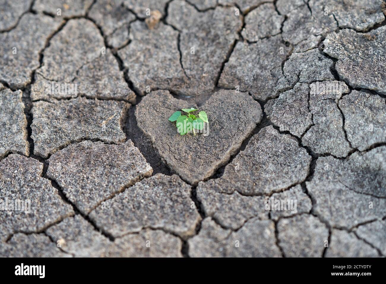 Terra arida, con un centro a forma di cuore con qualche pianta verde. Foto Stock