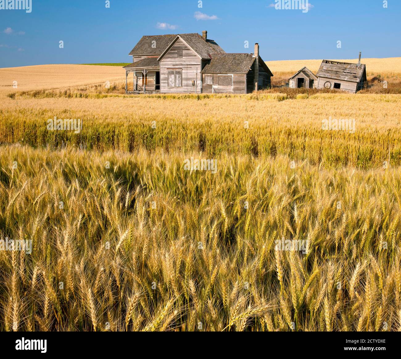 Vecchia casa colonica abbandonata in un campo di grano, Palouse, Whitman County, Washington state, Stati Uniti Foto Stock