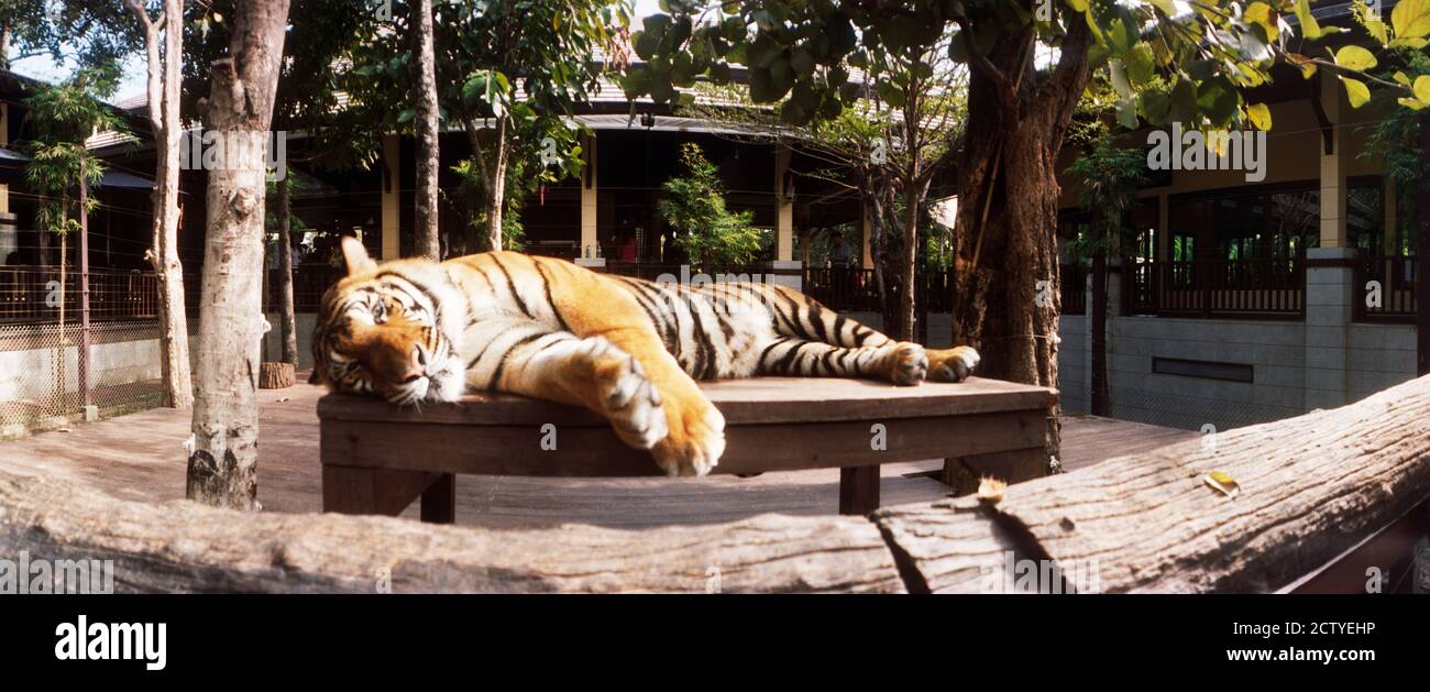 Tigre (Panthera tigris) che dormono in una riserva di tigre, Regno delle tigri, Chiang mai, Thailandia Foto Stock