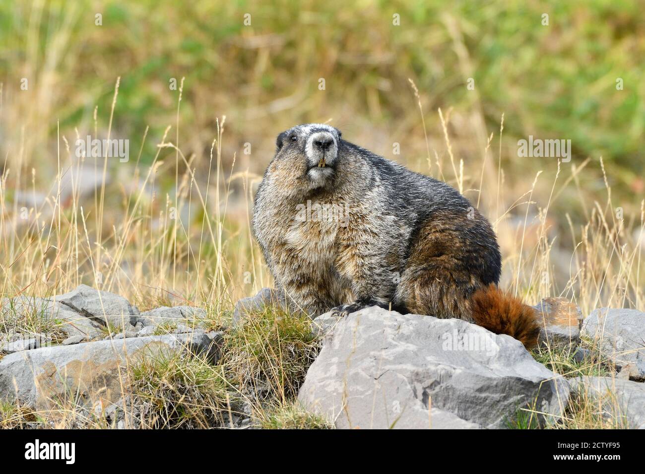 Una marmotta selvaggia Hoary 'marmota caligata', seduta su una roccia su una collina rocciosa di montagna nella campagna Alberta Canada Foto Stock