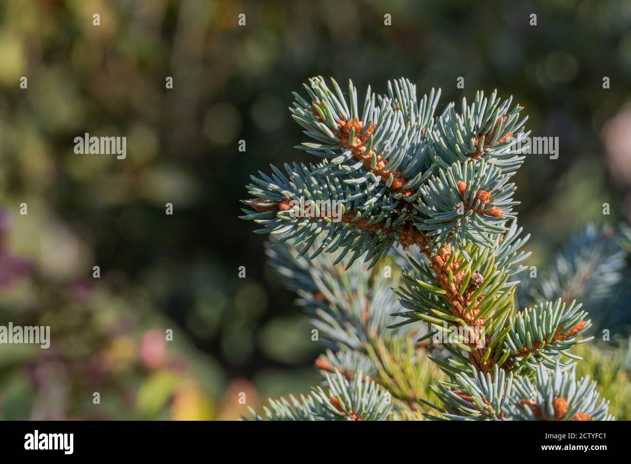 foglie di abete colorado dall'albero dei pungens di picea Foto Stock