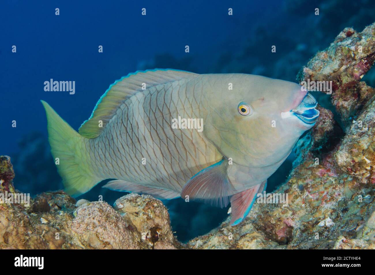 pesce pappagallo dalle acque cristalline del reef del rosso mare Foto Stock
