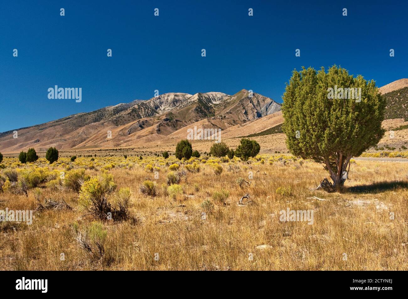 Sagebrush che cresce nella valle di Ruby, le montagne di Ruby in lontananza, il deserto del Great Basin, Nevada, Stati Uniti Foto Stock