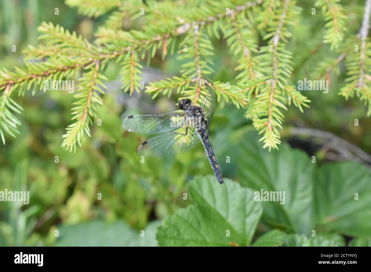 Il darter bianco-faced Leucrhorhinia dubia seduto in vegetazione Foto Stock