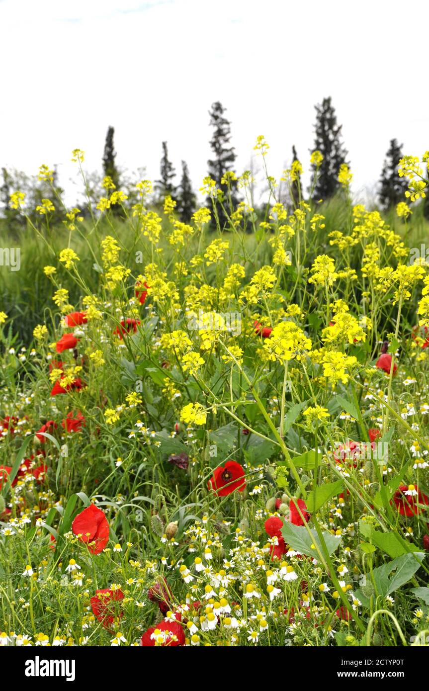 Ampio campo di fiori selvatici Foto Stock