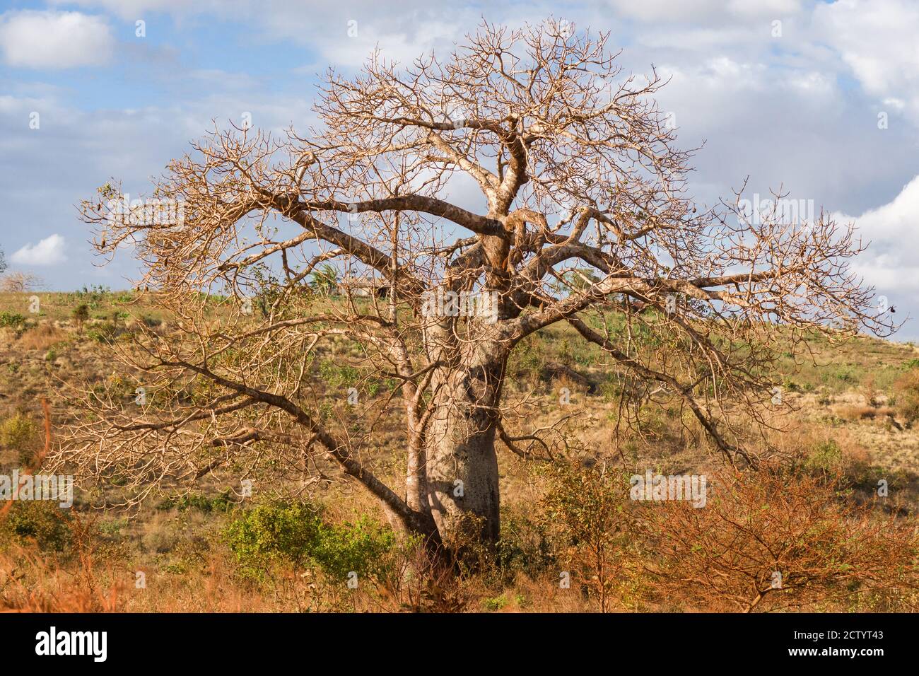 Un grande albero di baobab (Adansonia digitata) nella luce del pomeriggio, Kenya, Africa orientale Foto Stock