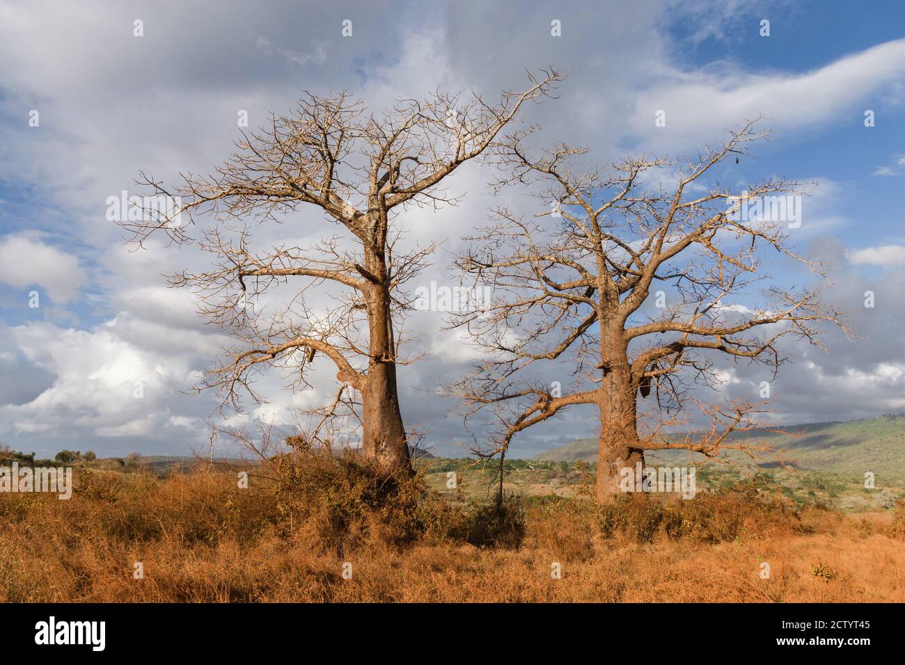 Due grandi alberi di baobab (Adansonia digitata) nella luce del pomeriggio, Kenya, Africa orientale Foto Stock