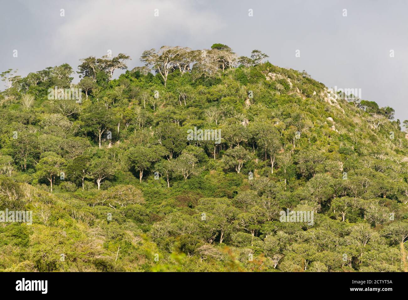 Una sezione della Riserva Nazionale di Shimba Hills, che mostra gli alberi su una grande collina, Kenya, Africa Orientale Foto Stock